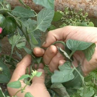 Potettørråte tomater Potettørråte tomater